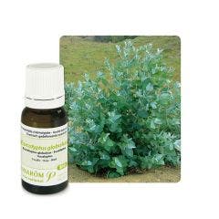 Huile Essentielle Bio Eucalyptus Globuleux 10 ml Les Huiles Essentielles Pranarôm