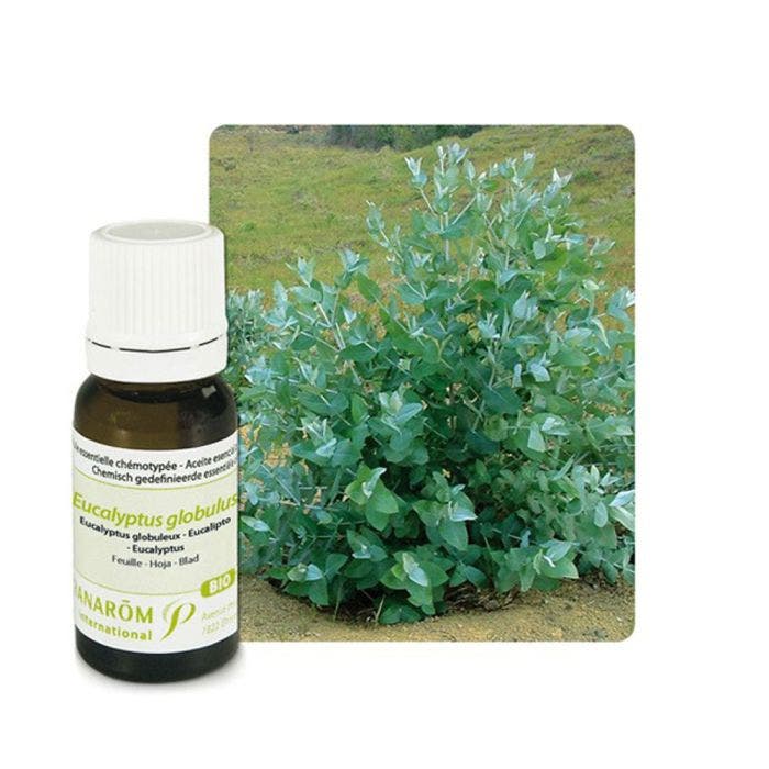 Huile Essentielle Bio Eucalyptus Globuleux 10 ml Les Huiles Essentielles Pranarôm